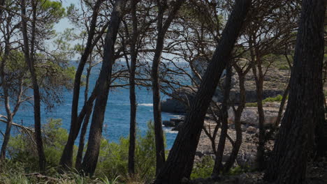 Majestuosos-Pinos-Que-Enmarcan-La-Serena-Costa-Mediterránea