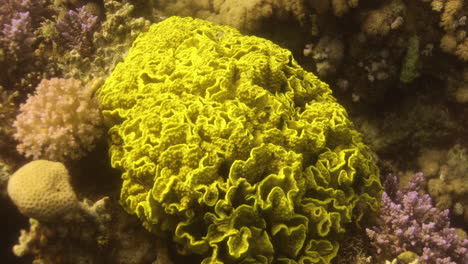 lettuce leaf coral in the reef of red sea surrounded by anthias fish