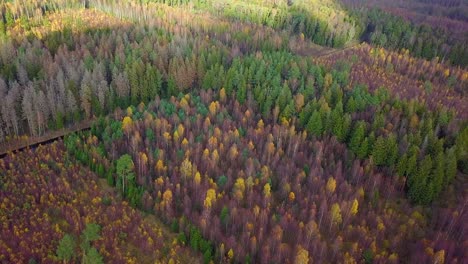 autumn in a forest, aerial top view, mixed forest, green conifers, birch trees with yellow leaves, fall colors countryside woodland, nordic forest landscape, wide establishing shot moving forward