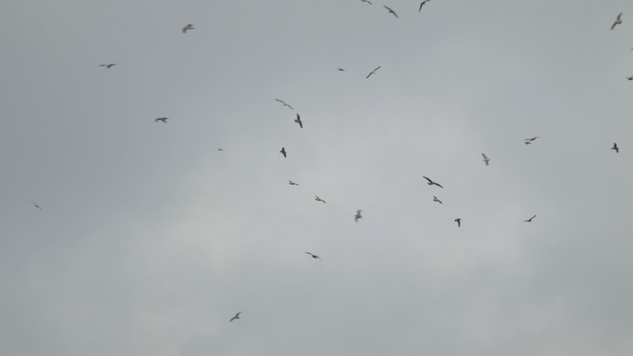 회색 하늘을 나는 바다새 무리의 배경