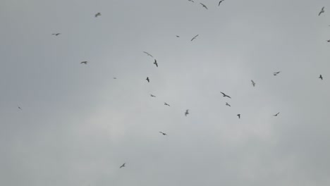 fondo de un grupo de aves marinas volando sobre un cielo gris
