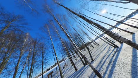 shadows of birch trunks in the snow and leafless trees on a sunny winter day