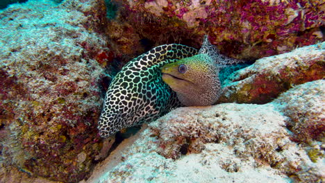 honeycomb and snowflake moray eels sharing the same burrow