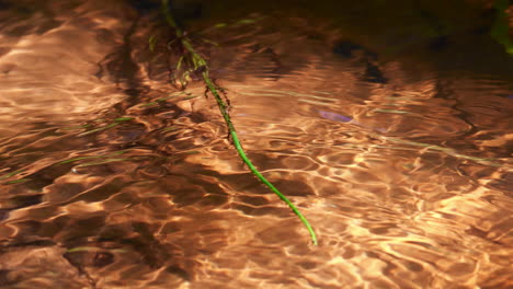 horsetail plant wiggling in a crystal clear spring water creek