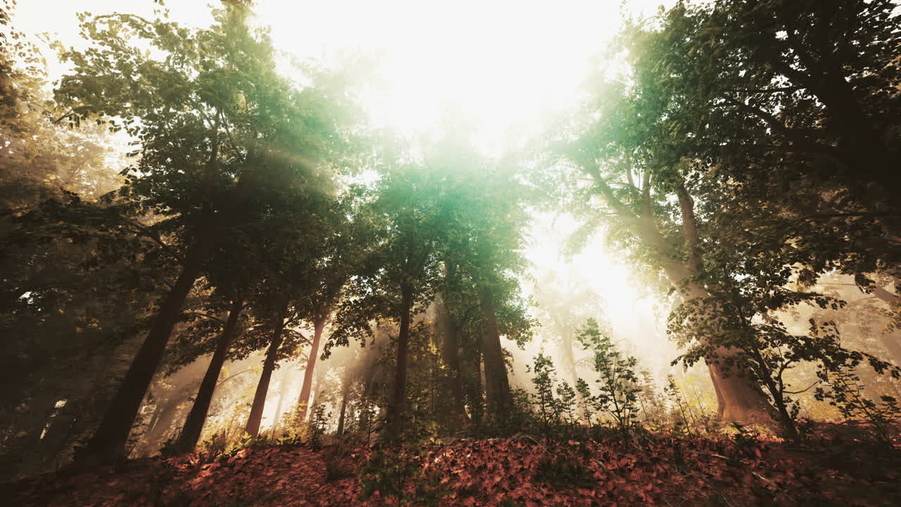солнечные лучи в туманном лесу