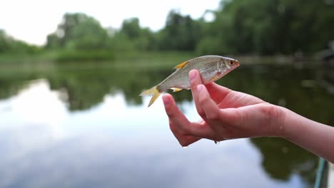 fish in the hands close up. close up view of nature fish held by a woman