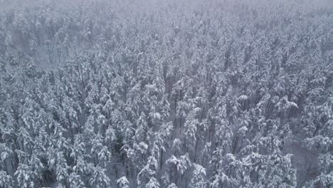 aerial view of a frozen pine tree forest with snow covered trees in winter