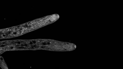 Highly-magnified-time-lapse-growth-of-fungal-hyphae-development