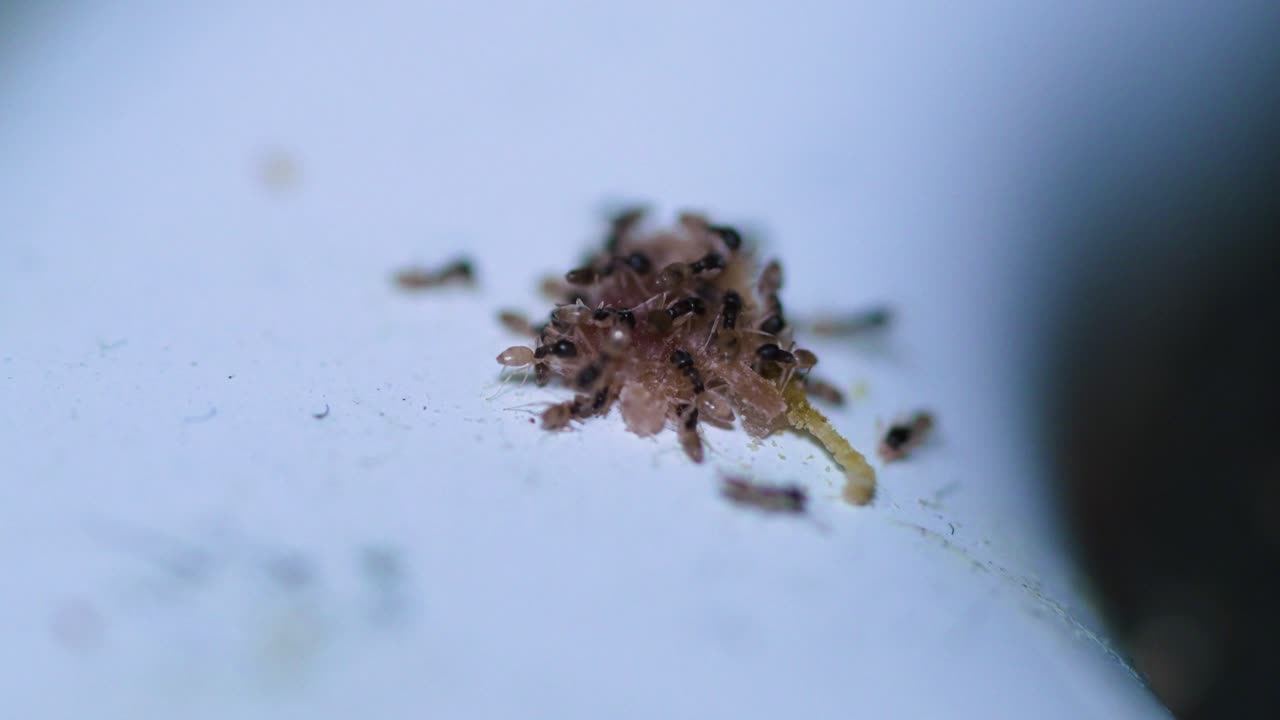 Macro Shot of Ants Piling onto of Food Crumbs