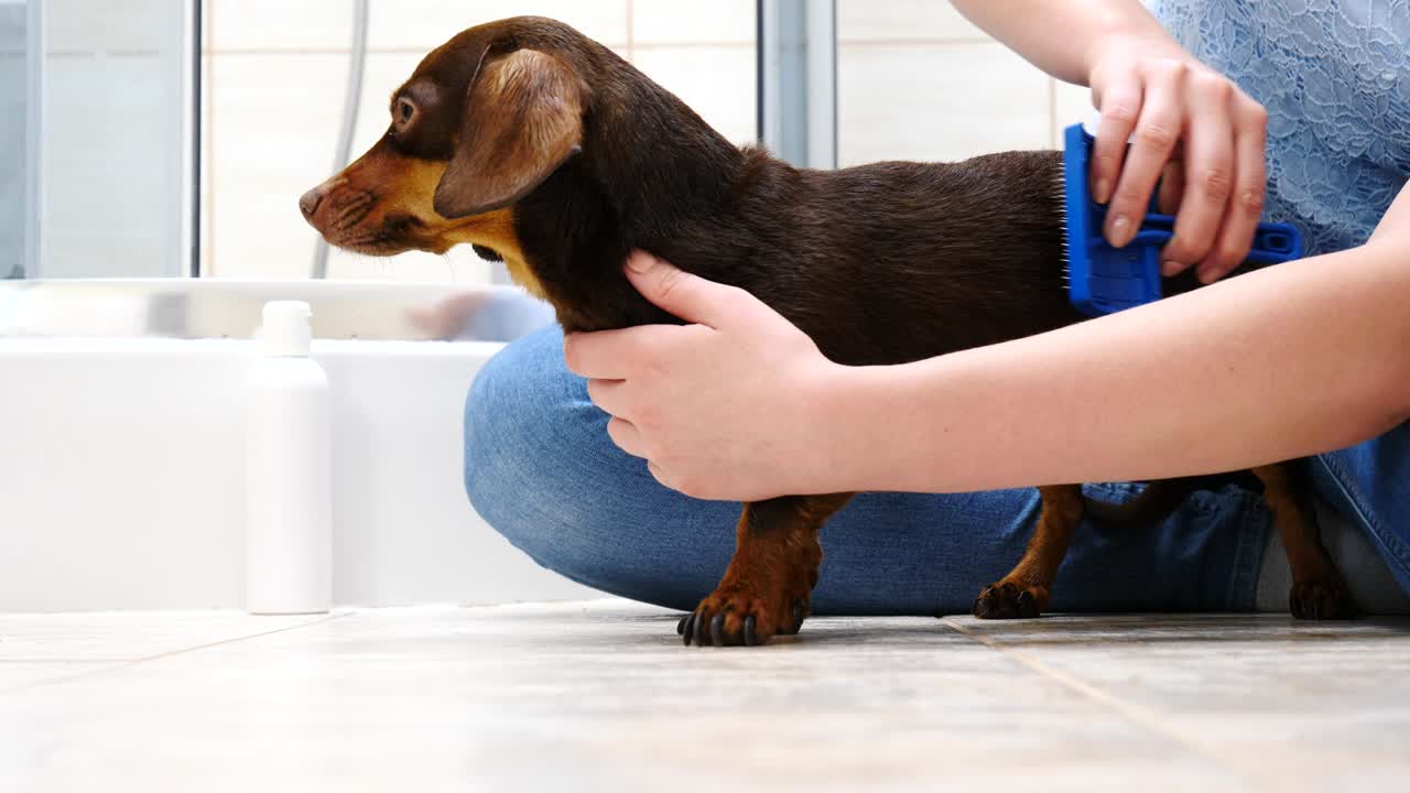 을 는 동안 개 를 돌보는 여자