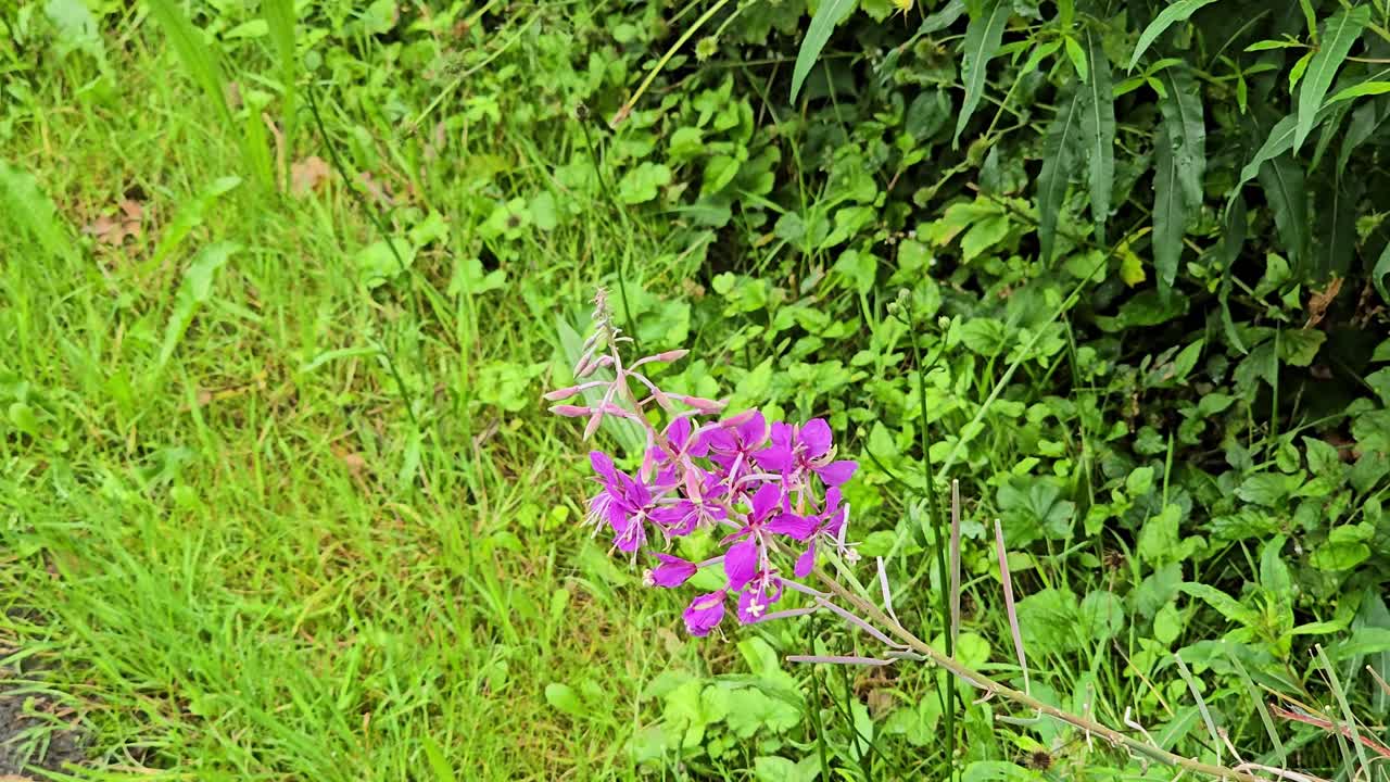 Narrow-leaved willowherb wildflower blooming in nature landscape
