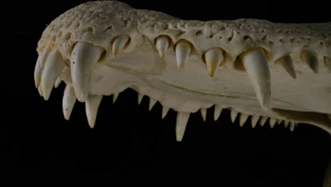 esqueleto de cocodrilo que muestra los dientes y la boca - esqueleto de espécimen de cocodrilo sobre fondo negro
