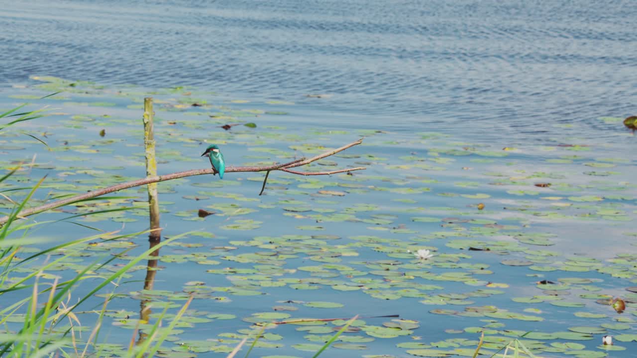 Wide angle view of Kingfisher perched on branch over idyllic pond in Friesland Netherlands