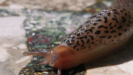 extreme close up of slimy orange and black spotted snail crawling on mosaic ground