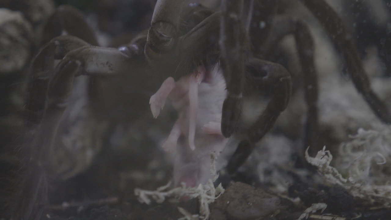 Close up of a tarantula eating a mouse and crawling in slow motion