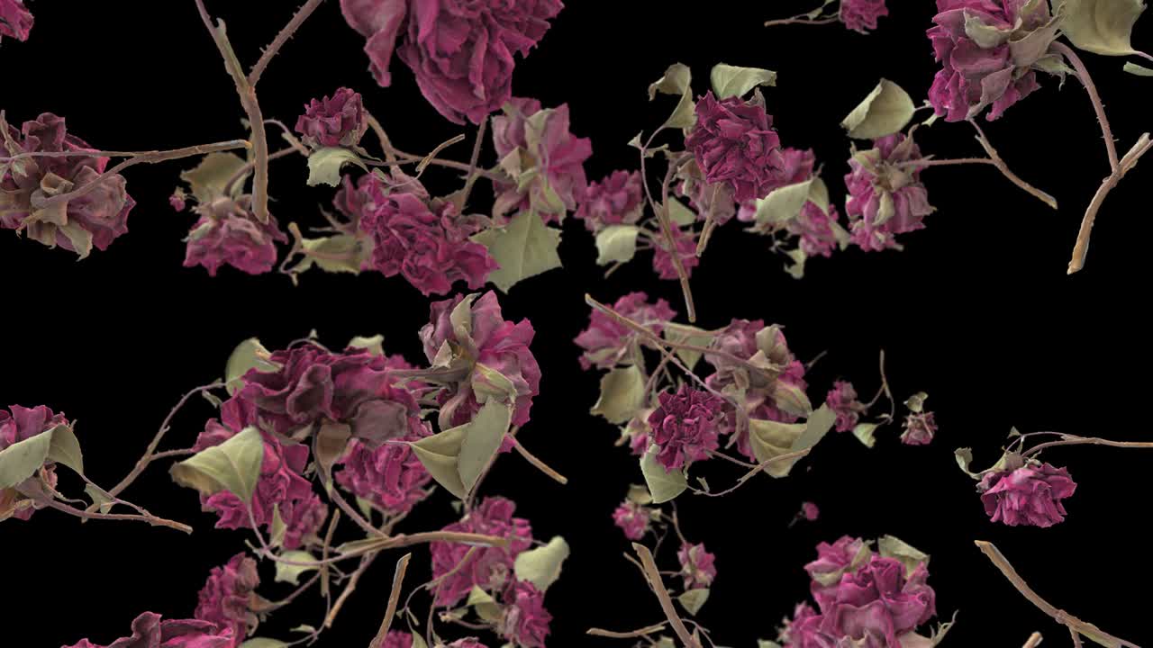 el vuelo de la rosa 4k