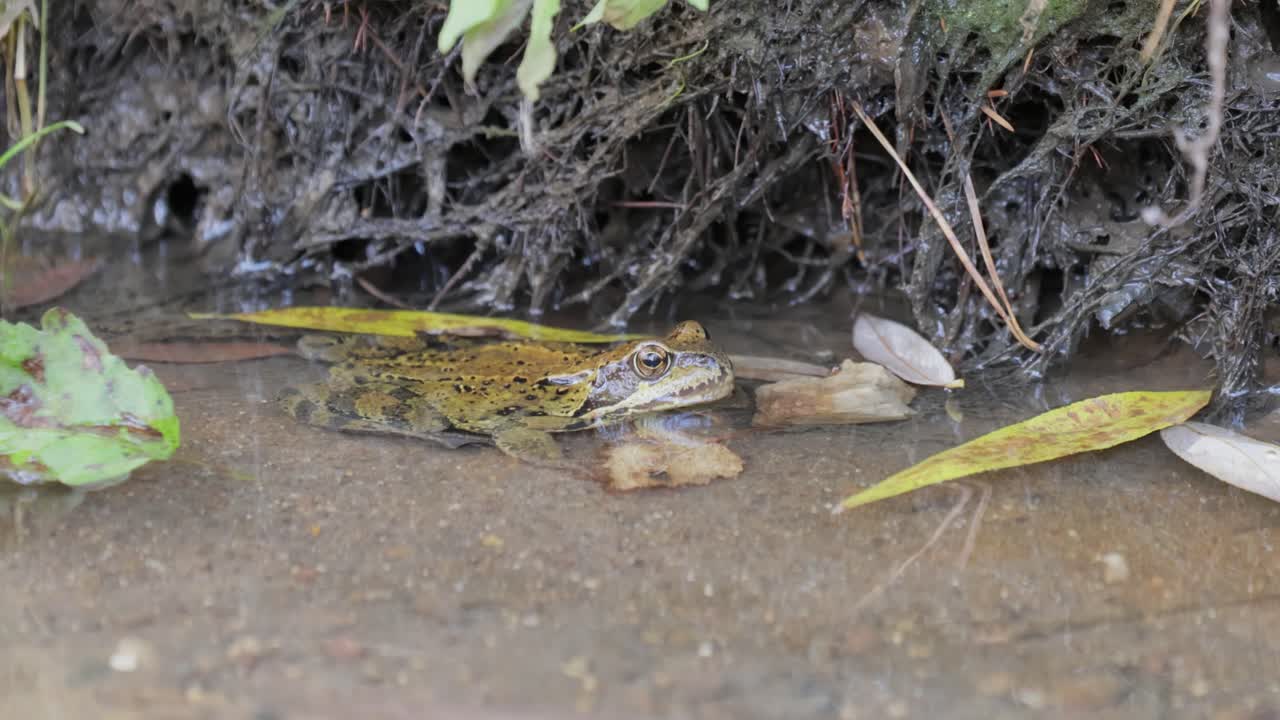 Common Frog in shallow water. Rana temporaria temporaria is a largely terrestrial frog native to Europe.