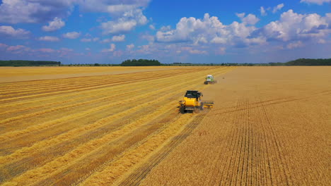 combine harvester agricultural machine. drone view of harvester gathering wheat crop in farmland