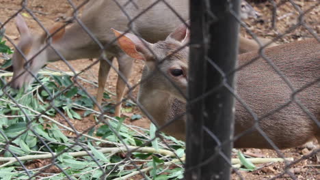 Ciervo-Marrón-Comiendo-En-El-Zoológico