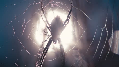 banded garden spider and web covered in morning dew in a grassy field with sun as background