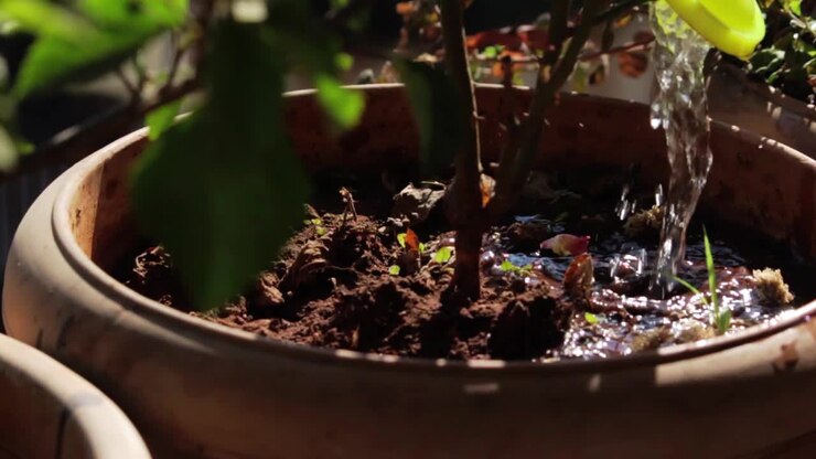 innaffia una piccola pianta in una giornata di sole
