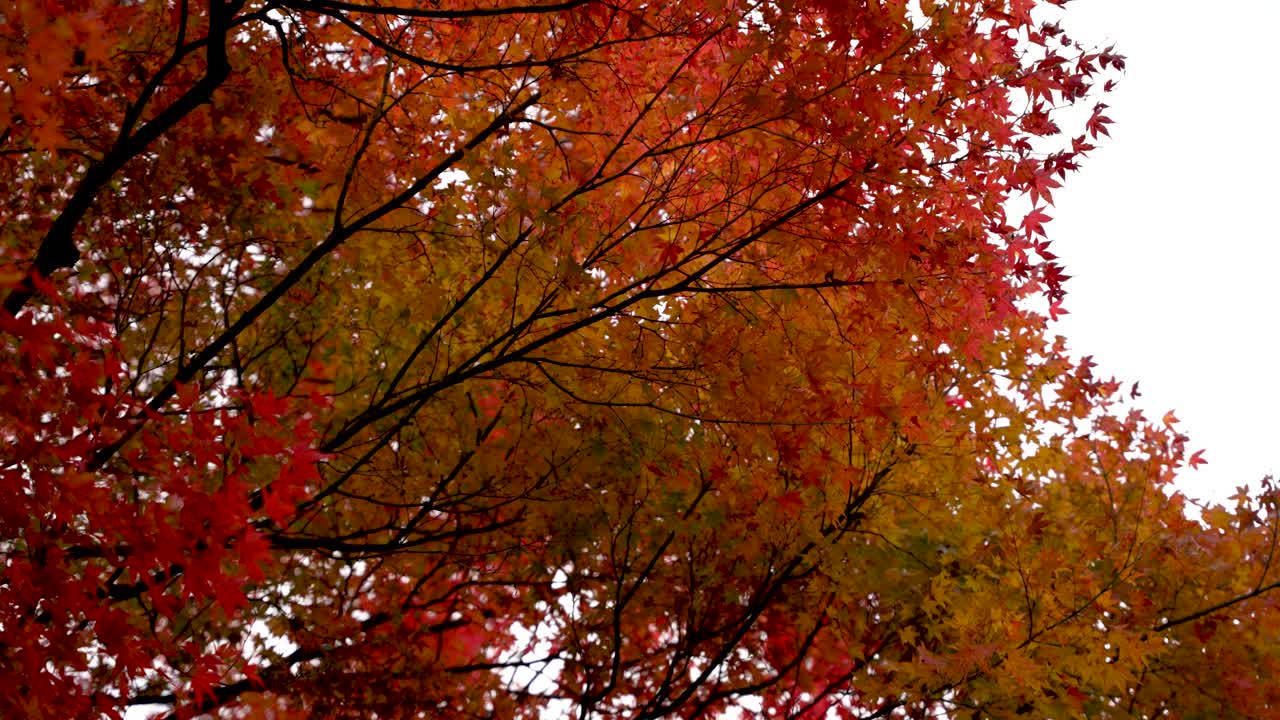 Fiery red and golden autumn leaves in Takayama, Japan, seen from below the trees