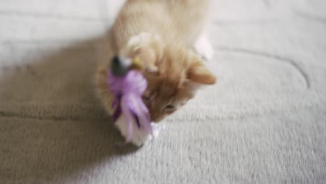 a kitten biting and being pulled by a toy from behind the camera