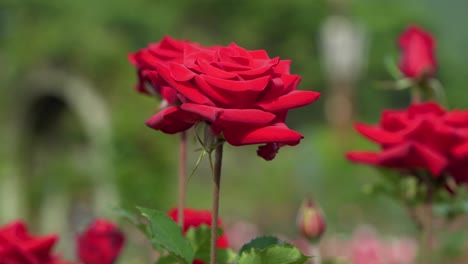 Rote-Rose-Nahaufnahme-Im-Seoul-Grand-Park-Themengarten