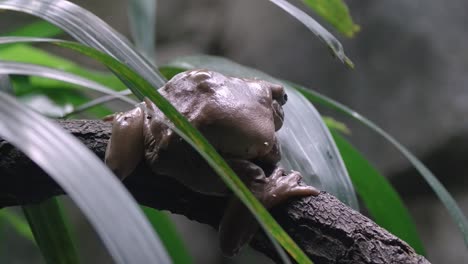 vista trasera de una rana arborícola verde australiana posada en una rama entre hojas