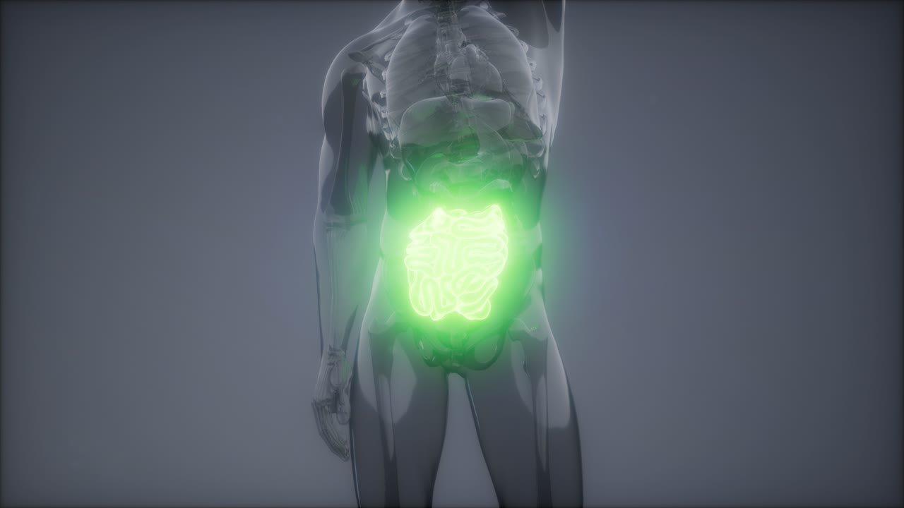 examen de radiología del intestino delgado humano
