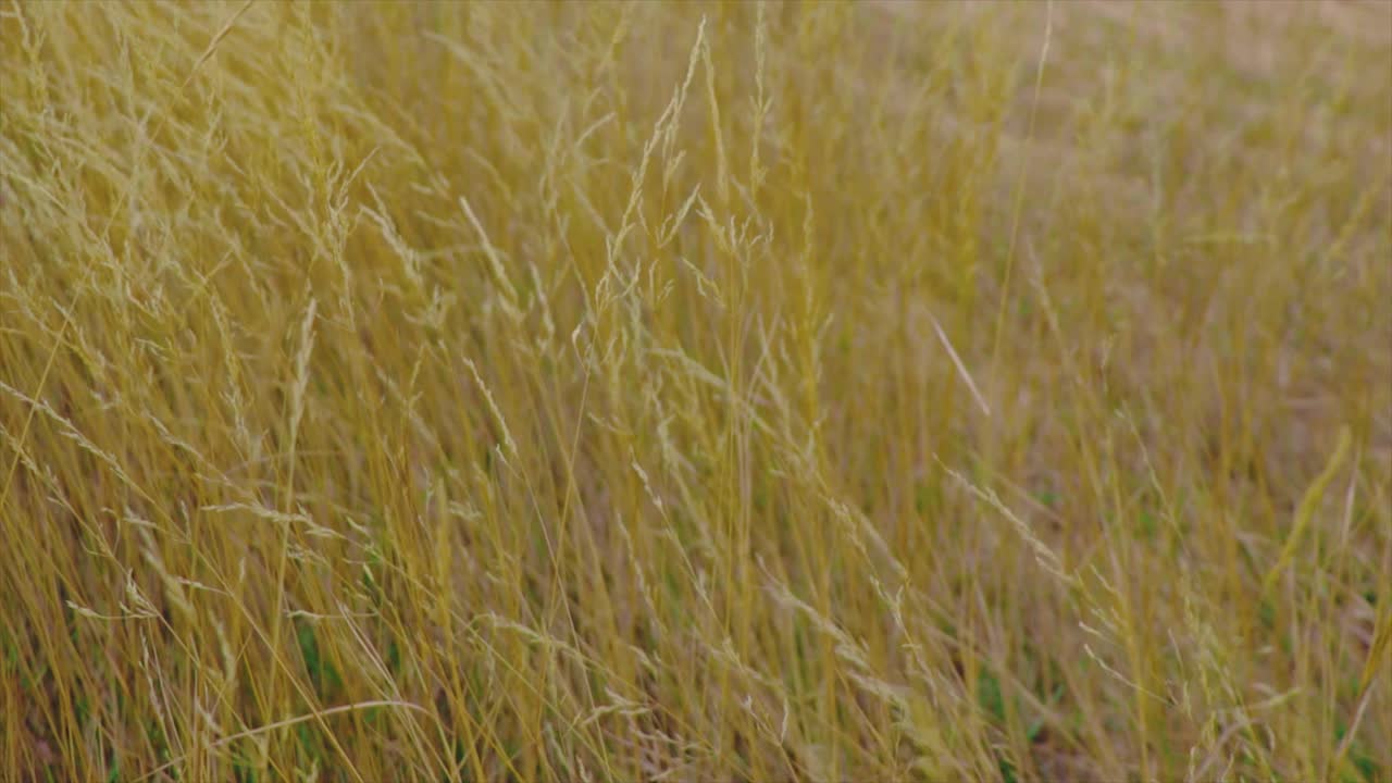Yellow golden grass in nature in autumn being blown by wind. Outdoor seasonal concept.