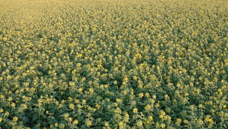 antena del campo de girasol de espaldas a la cámara