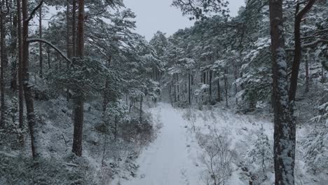 Smoth-footage-in-slomo-of-winter-forest-in-Norway