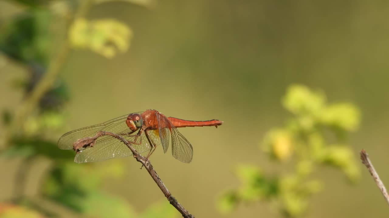 Beautiful Dragonfly relaxing and waiting pry