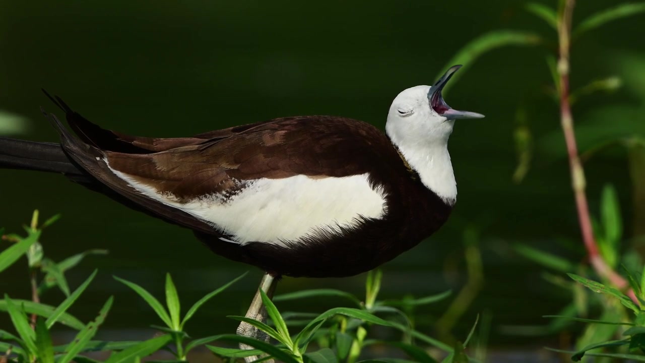 Perfetto per documentari ambientali, questo filmato nitido isola un Hydrophasianus chirurgus che vocalizza, usando il suo richiamo per segnalare attraverso una palude tranquilla