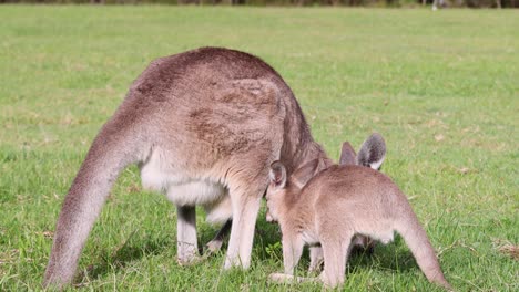 mother kangaroo nurturing her joey in a grassy field