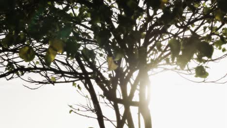 Cámara-Lenta-De-Sol-A-Través-De-Un-árbol-Por-La-Mañana