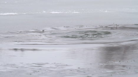 Adult-beaver-silently-dives-below-surface-of-thin-ice-winter-pond