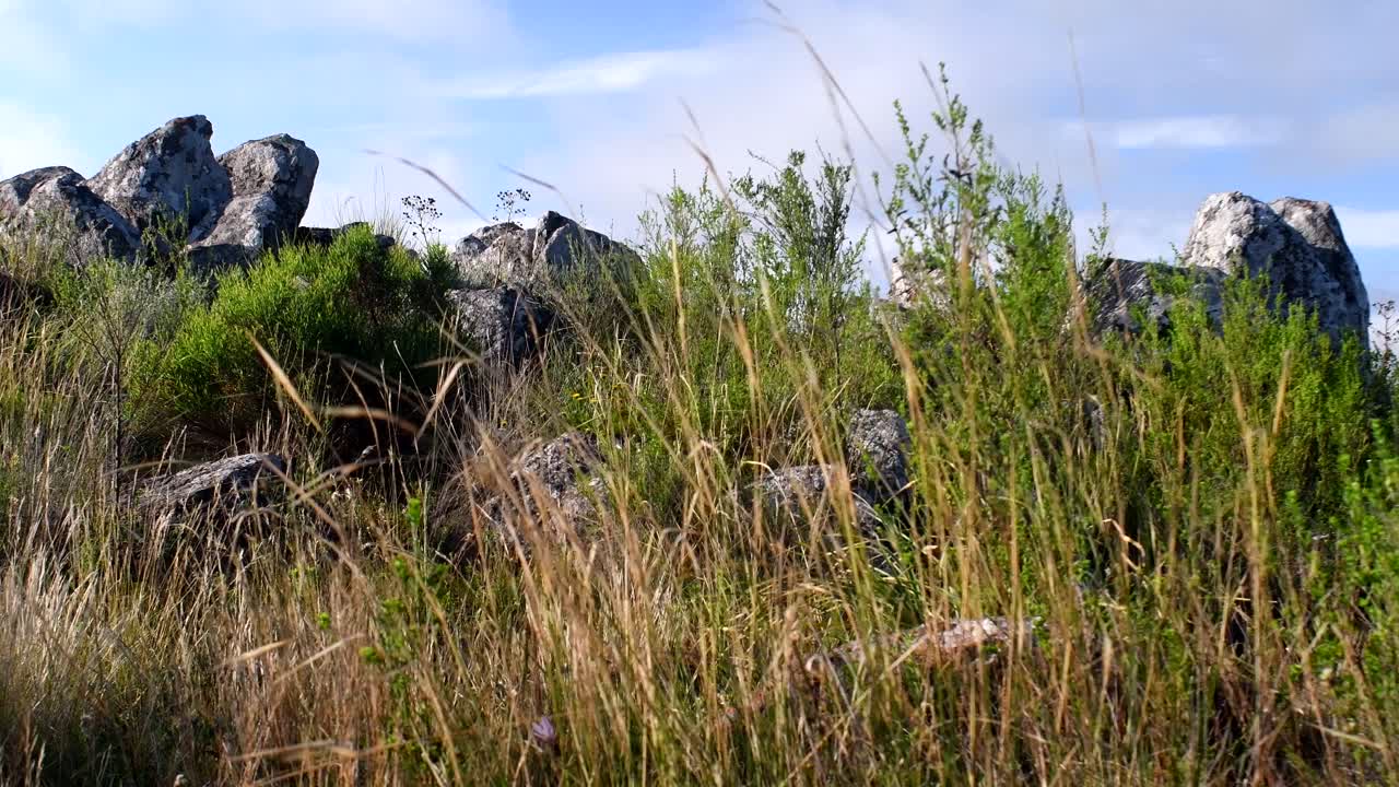 Grass Swaying On Top Of The Mountain In Sierra De la Ventana On A Windy Day With Bright Blue Sky On The Background -closeup shot