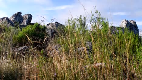 grass swaying on top of the mountain in sierra de la ventana on a windy day with bright blue sky on the background -closeup shot