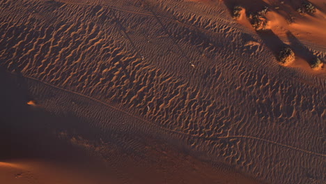drone shot following oryx gemsbok walking in desert nature, during sunset