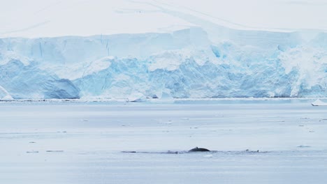 Humpback Whale Tail Fluke in Slow Motion in Antarctica, Whales Surfacing Blowing and Breathing air through Blowhole Spout and Diving in Antarctic Peninsula Ocean Sea Water with Glacier Scenery