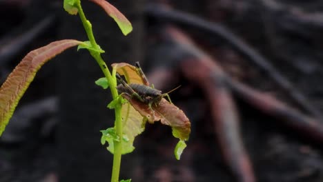 cricket on damaged plant leaf in the wilderness