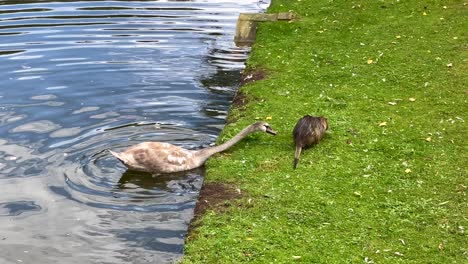 Zeitlupenaufnahme-Eines-Wütenden-Schwans-Auf-Dem-Fluss,-Der-Nach-Einem-Nutria-Biber-Auf-Einer-Wiese-Beißt-–-Nahaufnahme