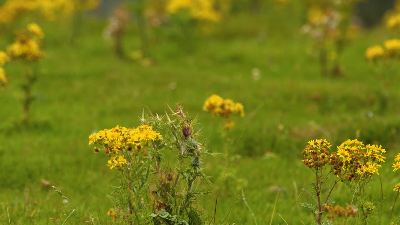 Camera slowly moves forward over summer grassland, focusing on yellow wildflowers in soft daylight
