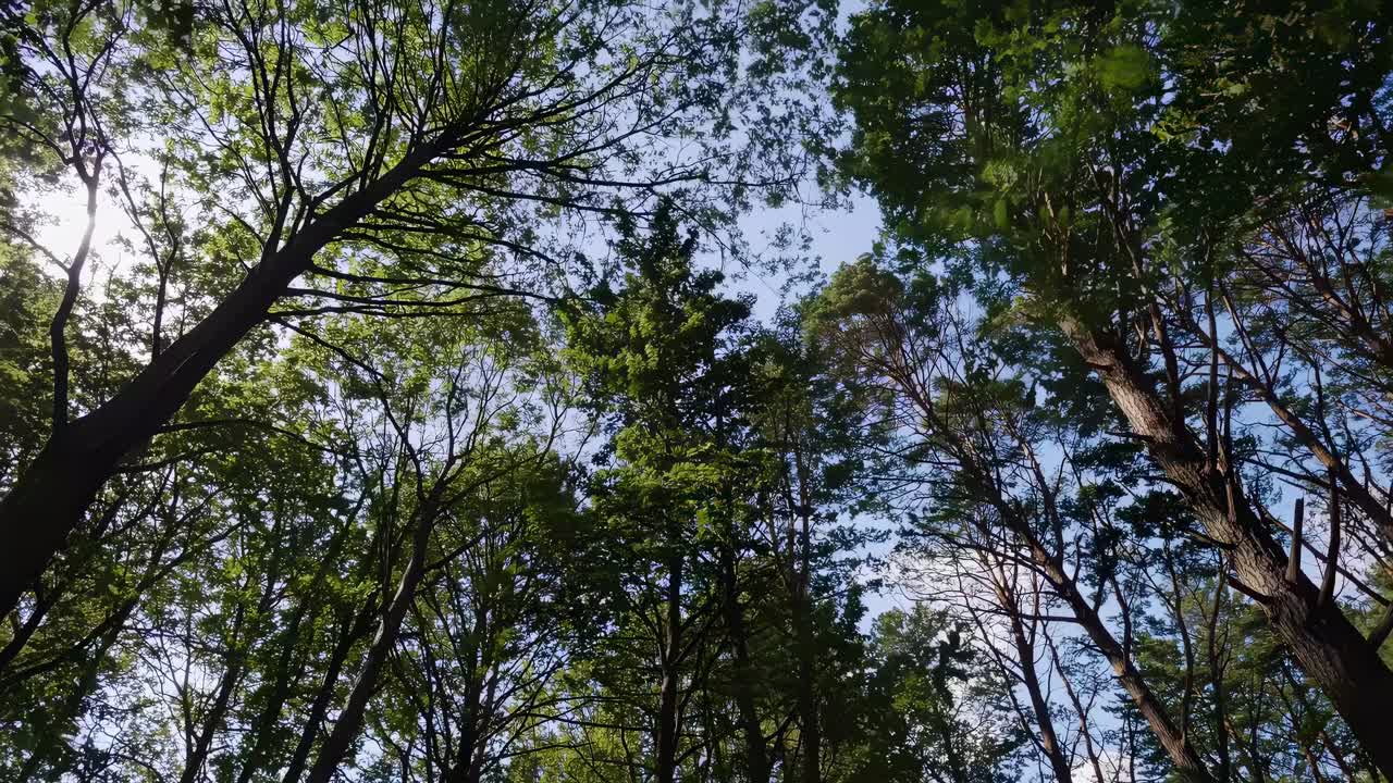 A serene upward video view of lush green treetops against a blue sky, captured from a low angle