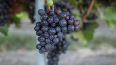 close-up of grapes ripening on the vine