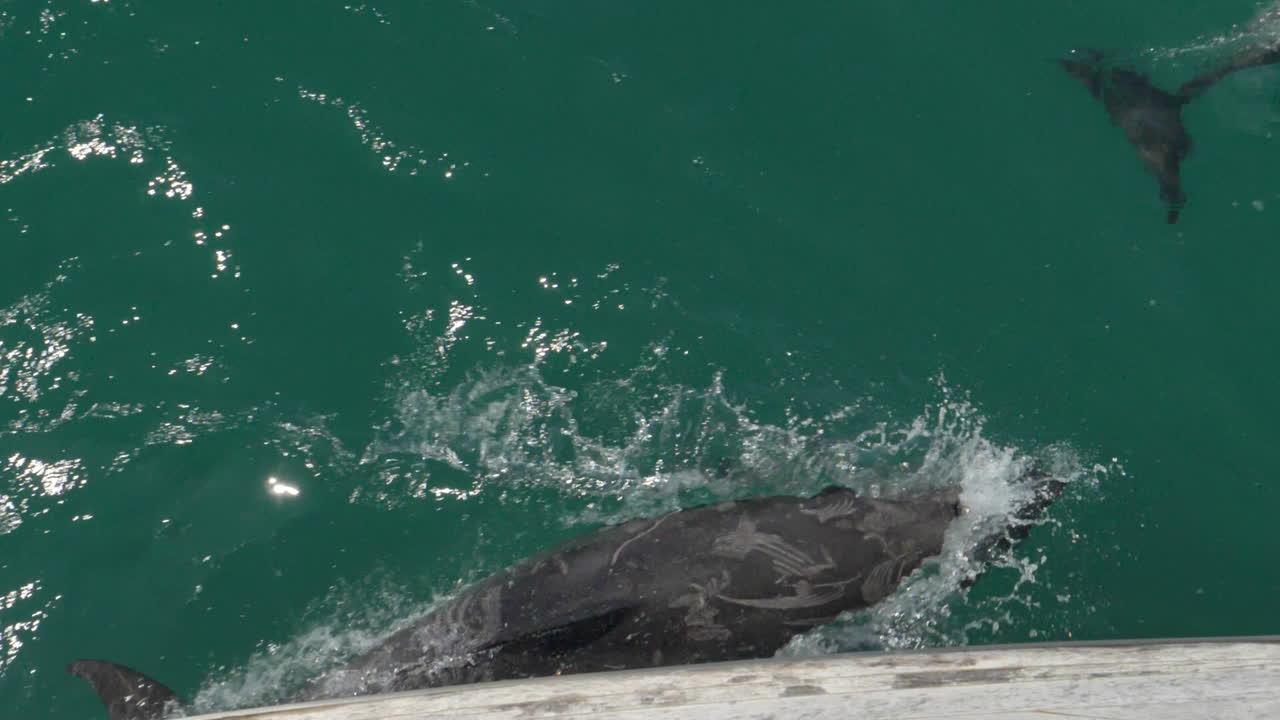 돌고래 어리 들 이 보트  에서 느린 속도로 헤엄치고 있다 - 카이쿠라, 뉴질랜드