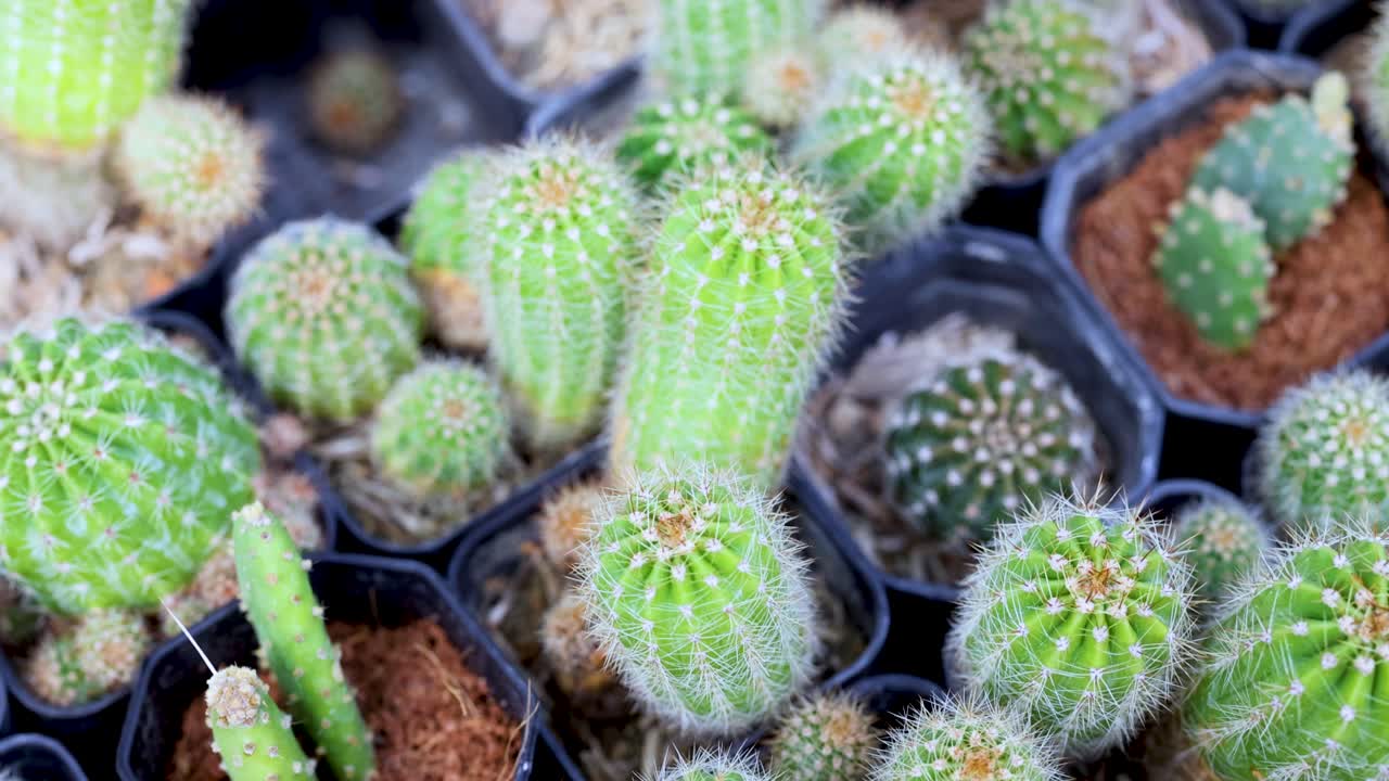 varios cactus en ollas en un mercado