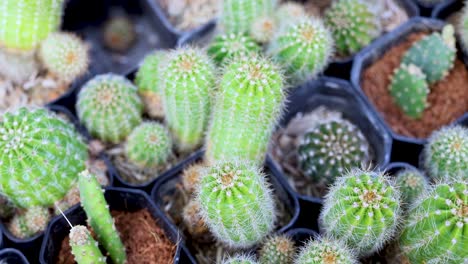 various cacti in pots at a market